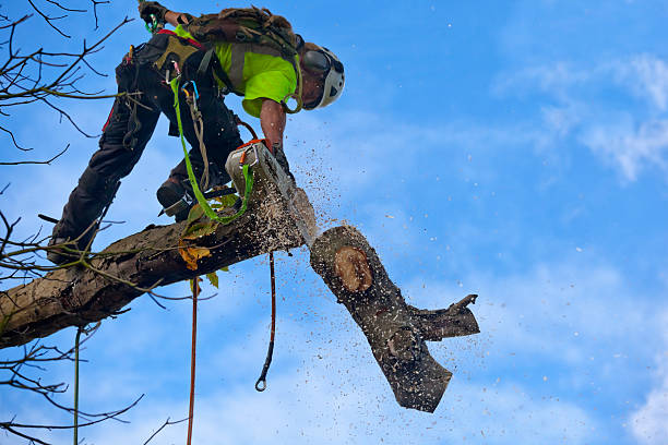 Mulching Services in Green Hill, TN