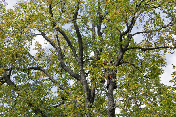 Green Hill, TN Tree Removal Services Company